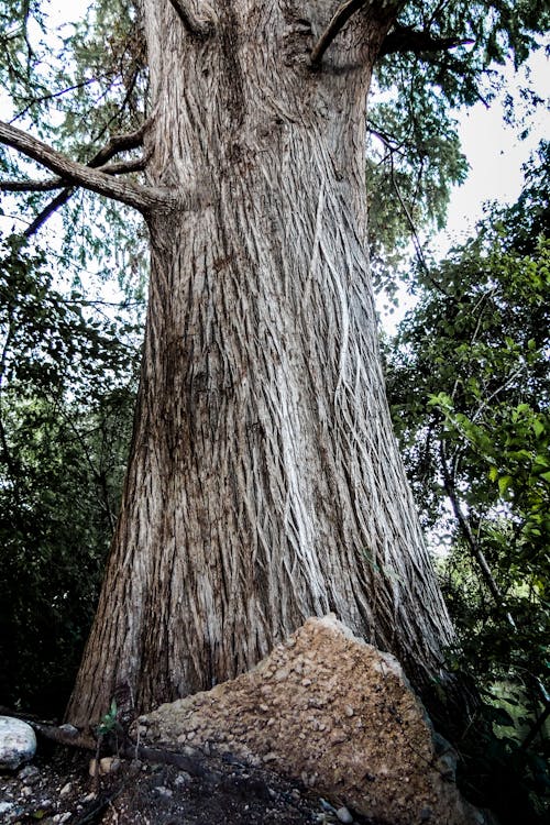 Free stock photo of nature, texas, tree