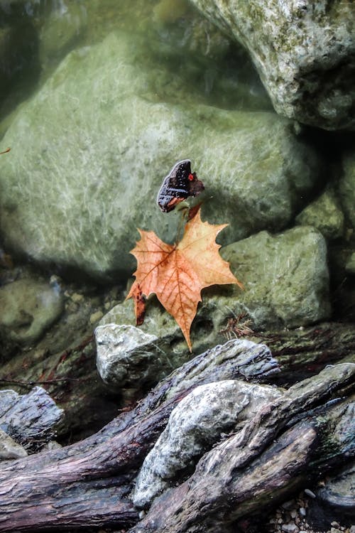 Free stock photo of leaf, nature, zen