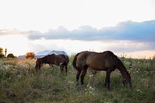 Horses pasturing on field with wildflowers