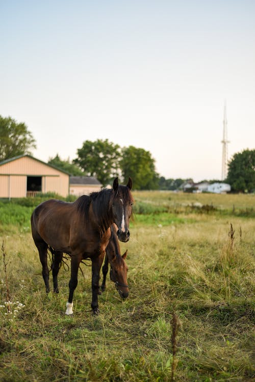 Horses grazing on pasture against barn