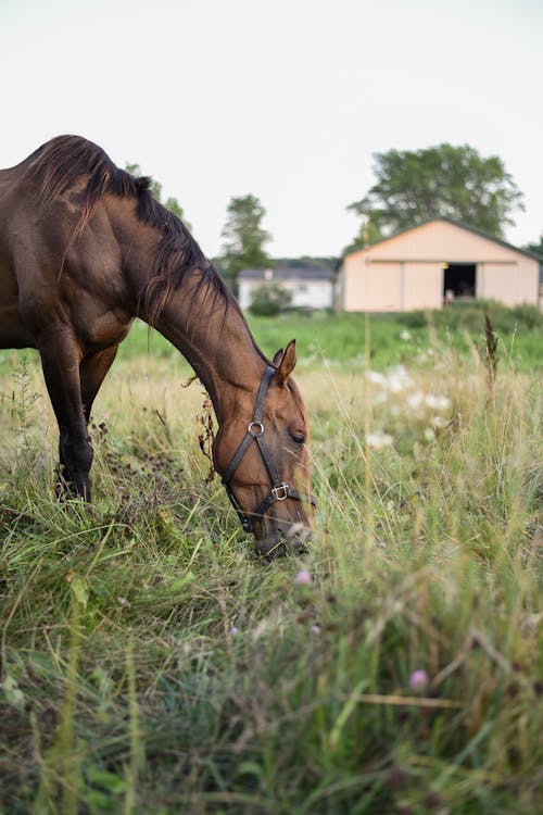 Horse eating grass on pasture