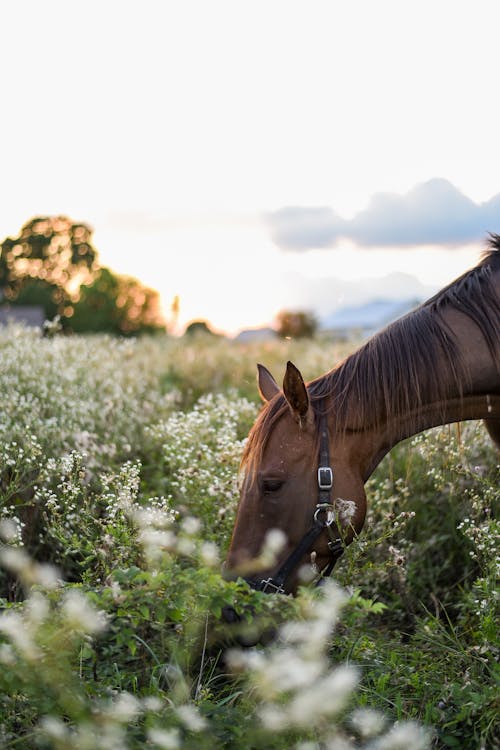 Side view of adult dark brown horse with black straps on muzzle eating grass in field at sunset
