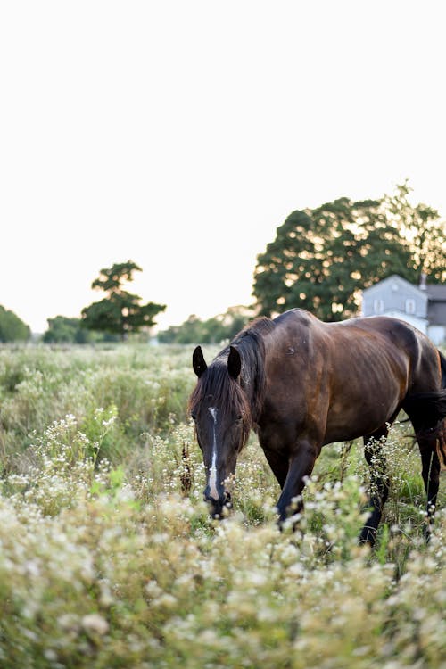 Black horse grazing in pasture in farmland