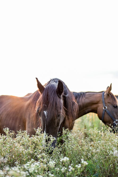 Brown horses grazing on grassy pasture