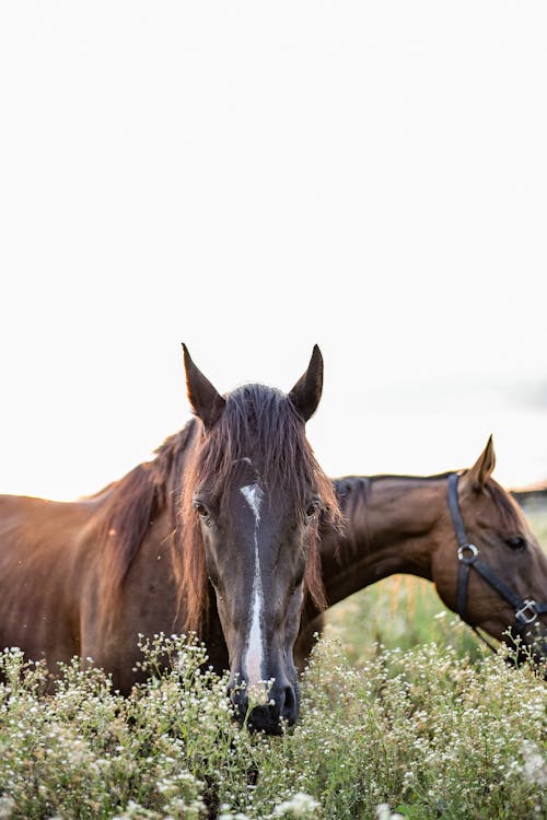 Strong brown horses in bridle standing on grassy pasture and grazing on clear summer day