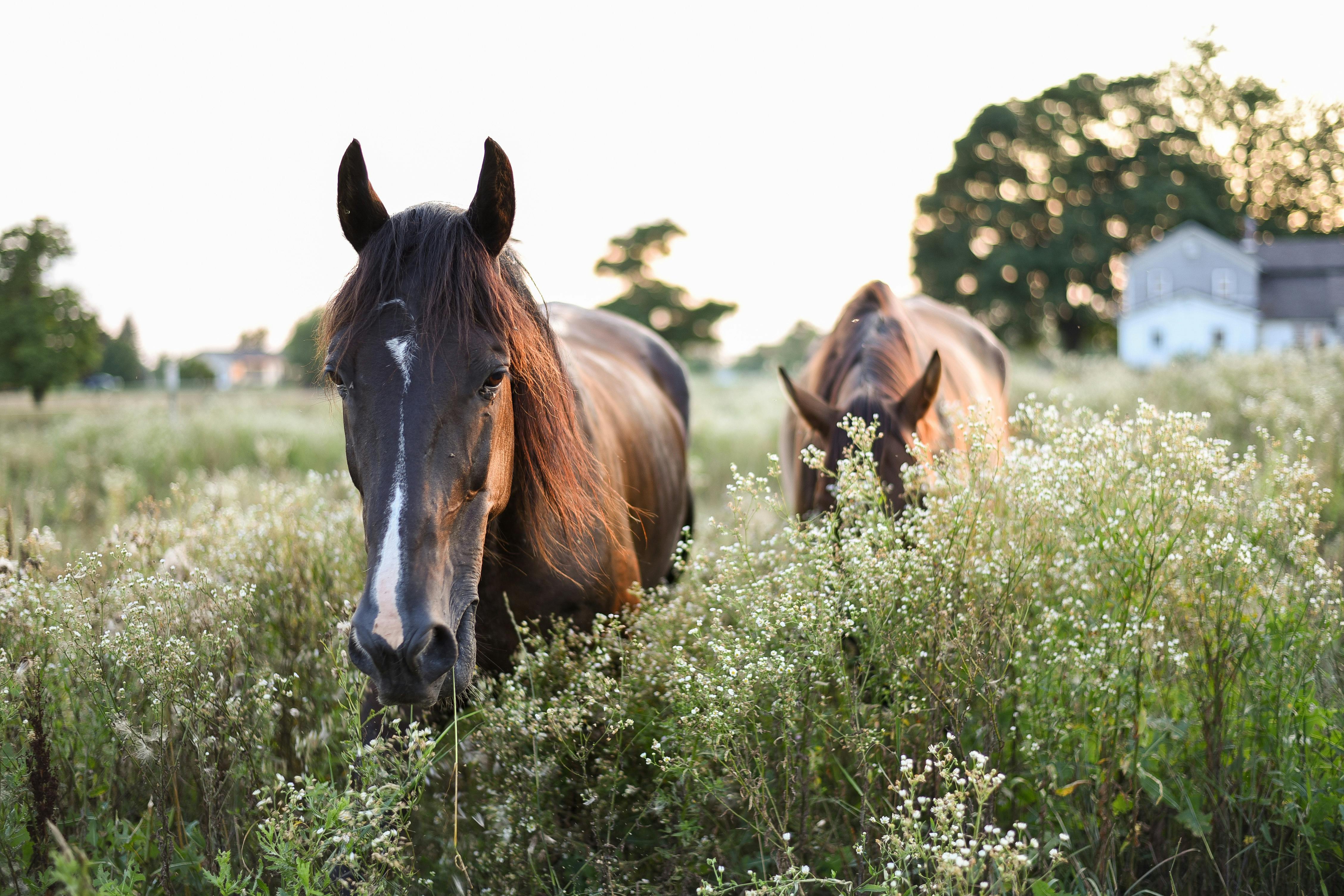 domestic chestnut horses standing on pasture in farmland