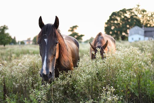 Calm brown horses standing on green lush meadow with tall grass in countryside on clear day