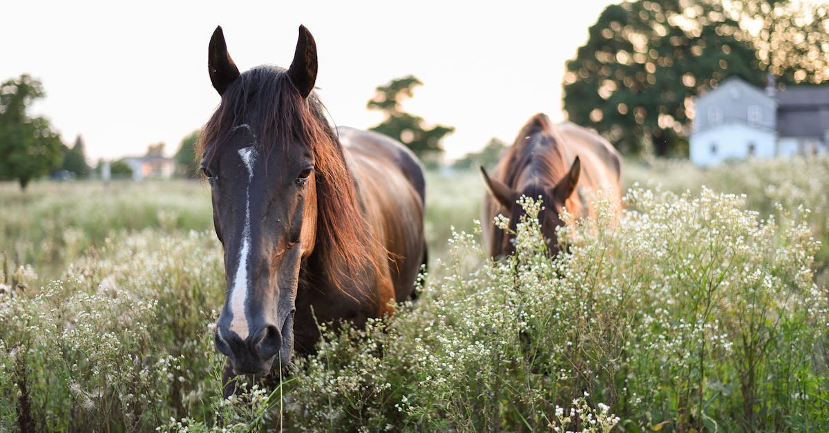 Does horse mate for life