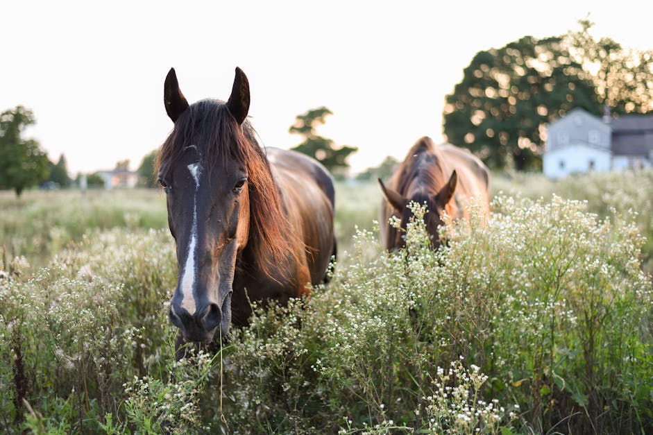 Does horse mate for life