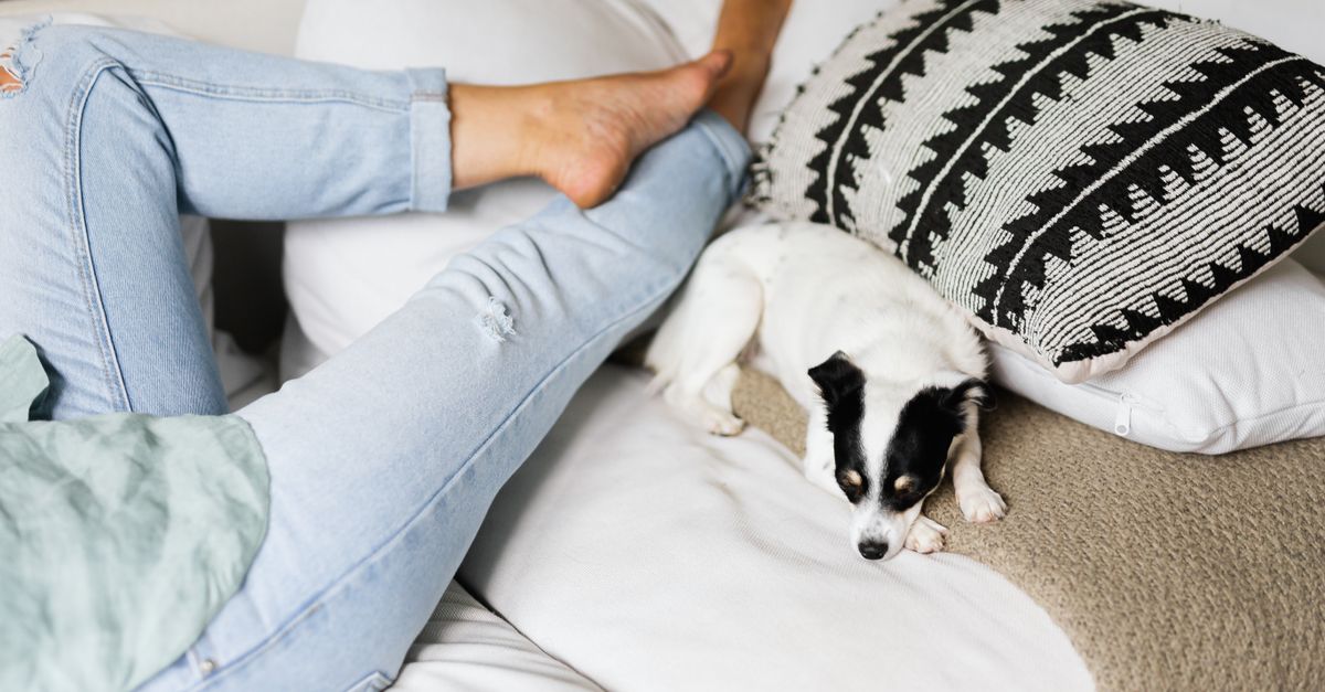 Uma pessoa relaxando em um sofá com um pequeno cão descansando em almofadas elegantes.