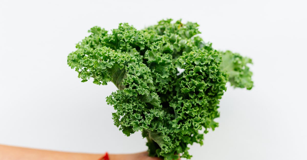 How to freeze fresh kale leaves