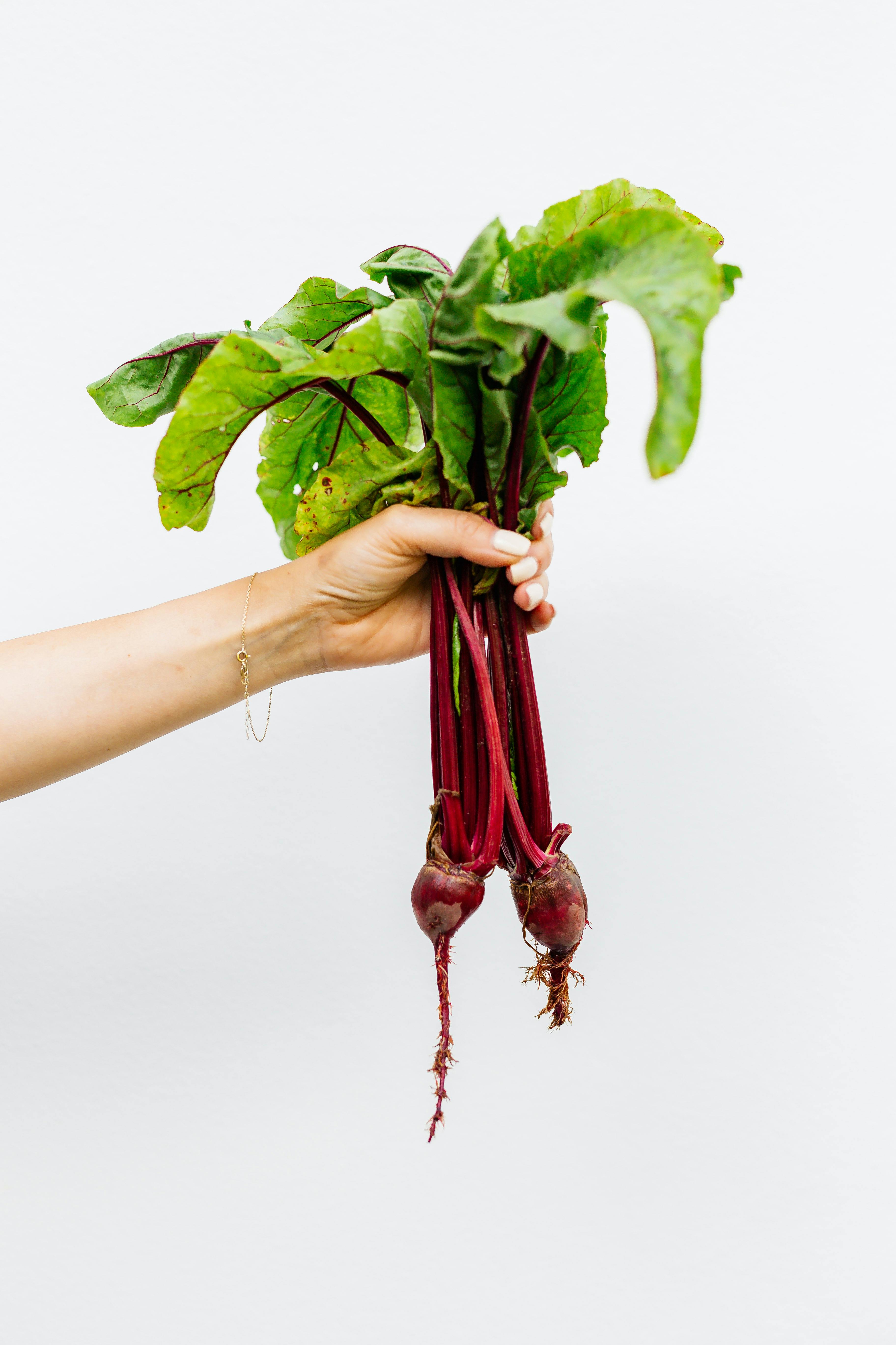 Free A Person Holding Beetroot Plant Stock Photo