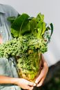 Green Plant in Clear Glass Jar
