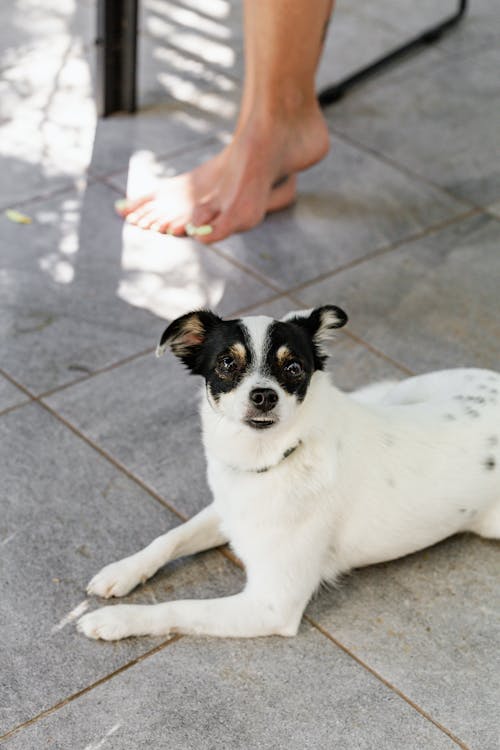 Free White and Black Short Coat Small Dog Stock Photo