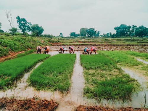 People Working on a Wet Cropland 