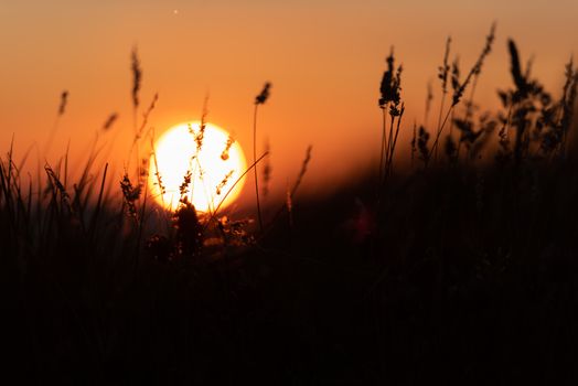 Silhouetted tall grass against a vibrant sunset sky, capturing serene beauty.