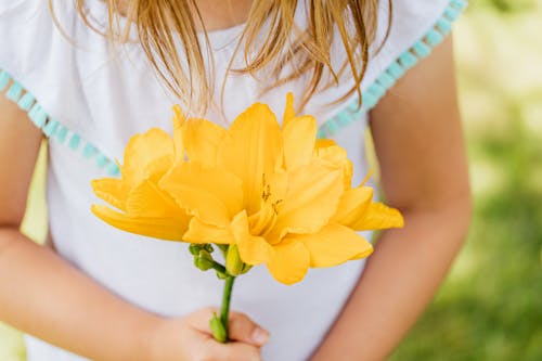 Gratis arkivbilde med gul blomst, hånd, holde