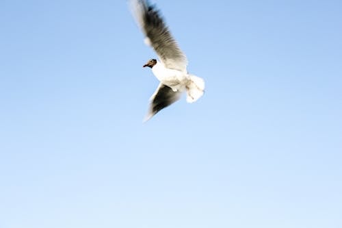 Free White and Black Bird Flying Stock Photo