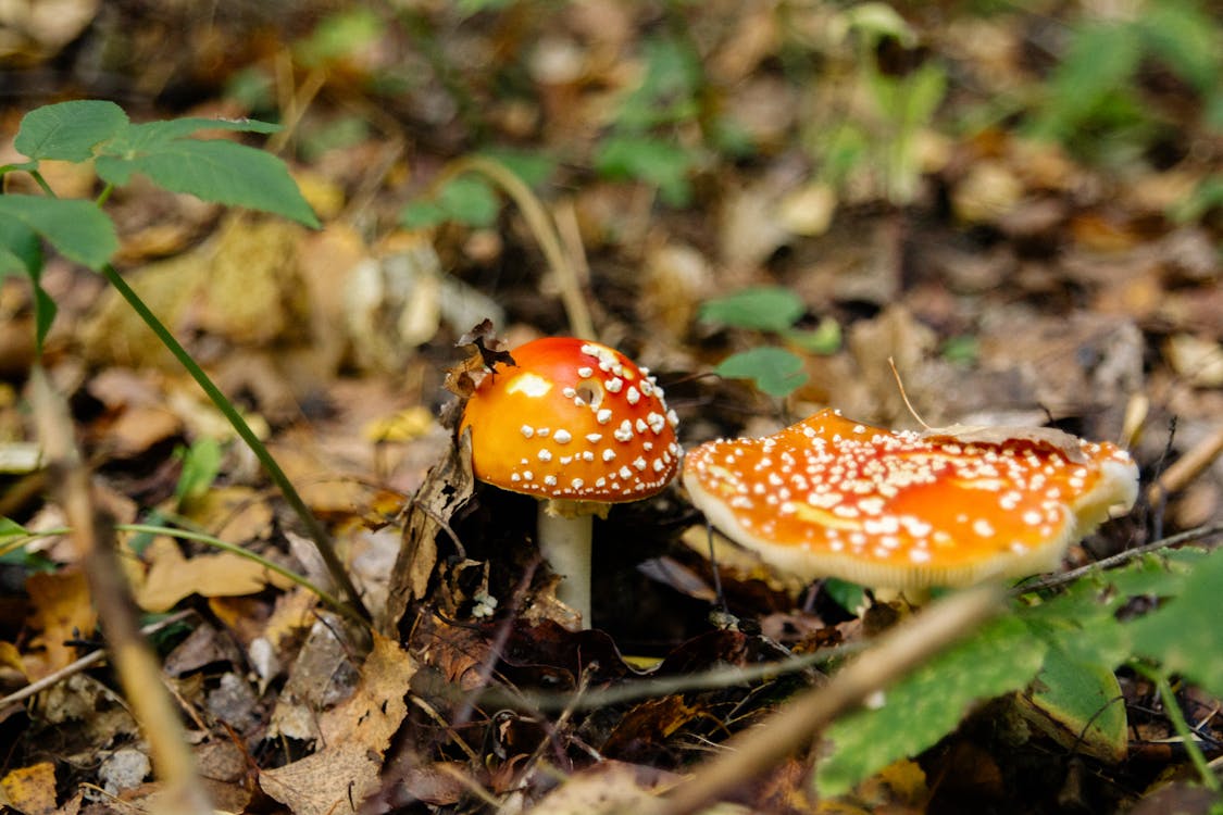 Red and White Mushroom in the Middle of Green Grass