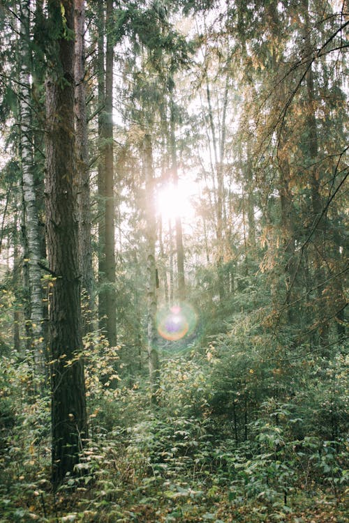 Foto d'estoc gratuïta de arbres, bosc, llum del sol