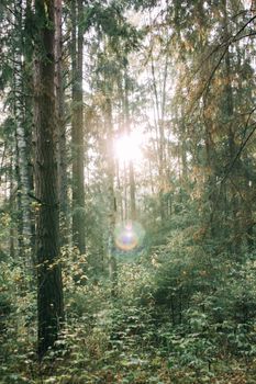 Serene forest with sunlight streaming through trees, creating a tranquil natural setting.