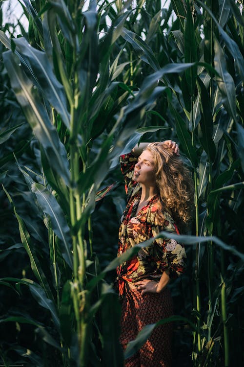 Beautiful Blonde Woman Between Corn Plants