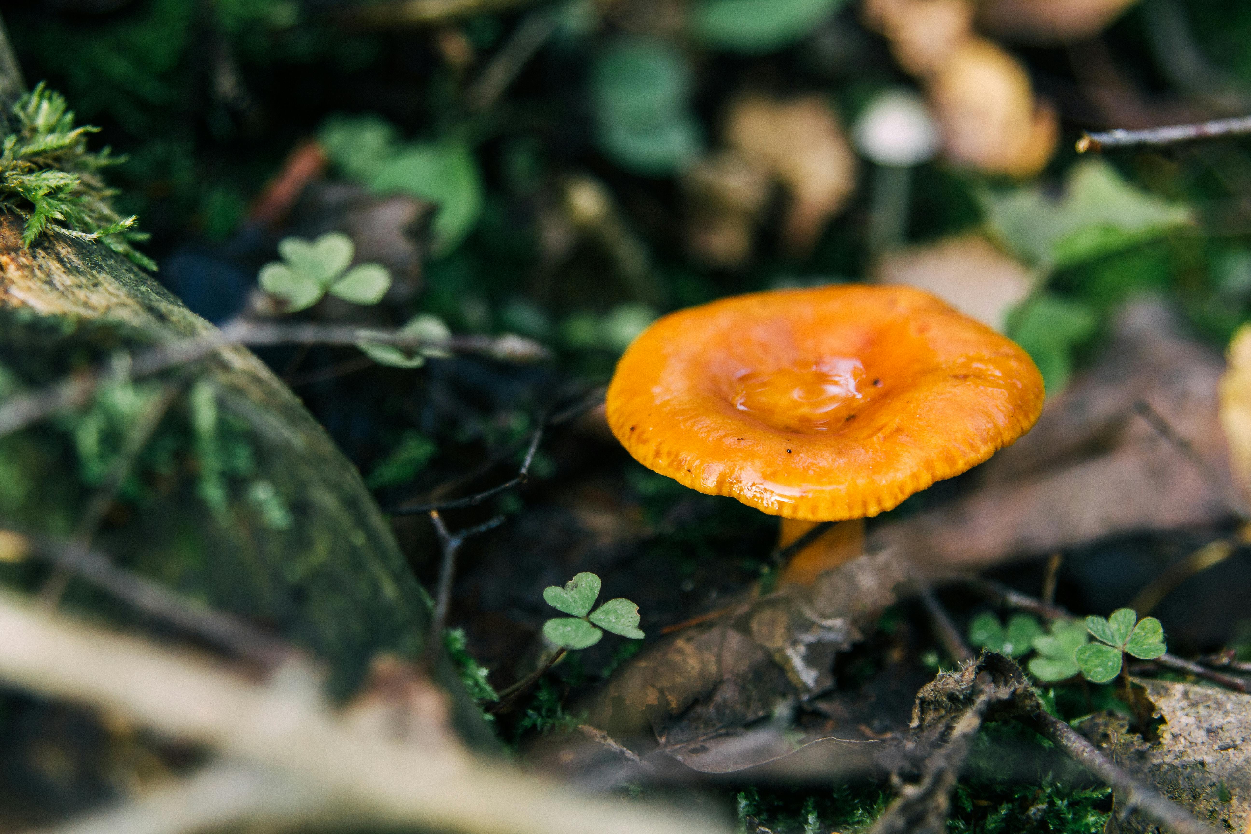 orange mushroom on green grass