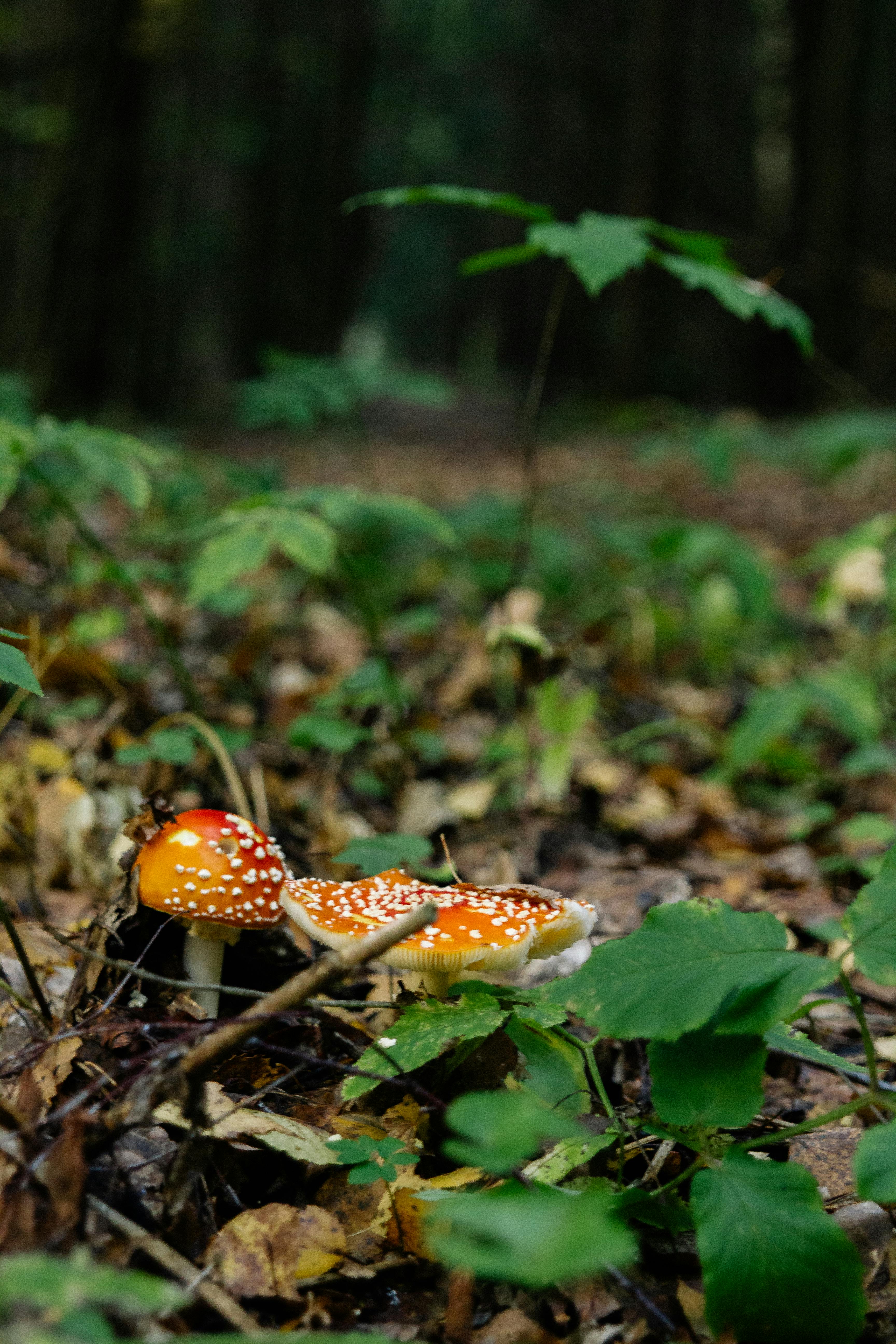 close up of toadstools in a forest