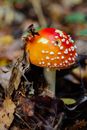 Red and White Mushroom in Close Up Photography