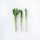 leek