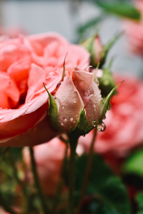 Closeup of blooming pink roses with green leaves and water drops against blurred background