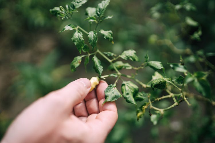 Hand Touching Branch With Green Leaves