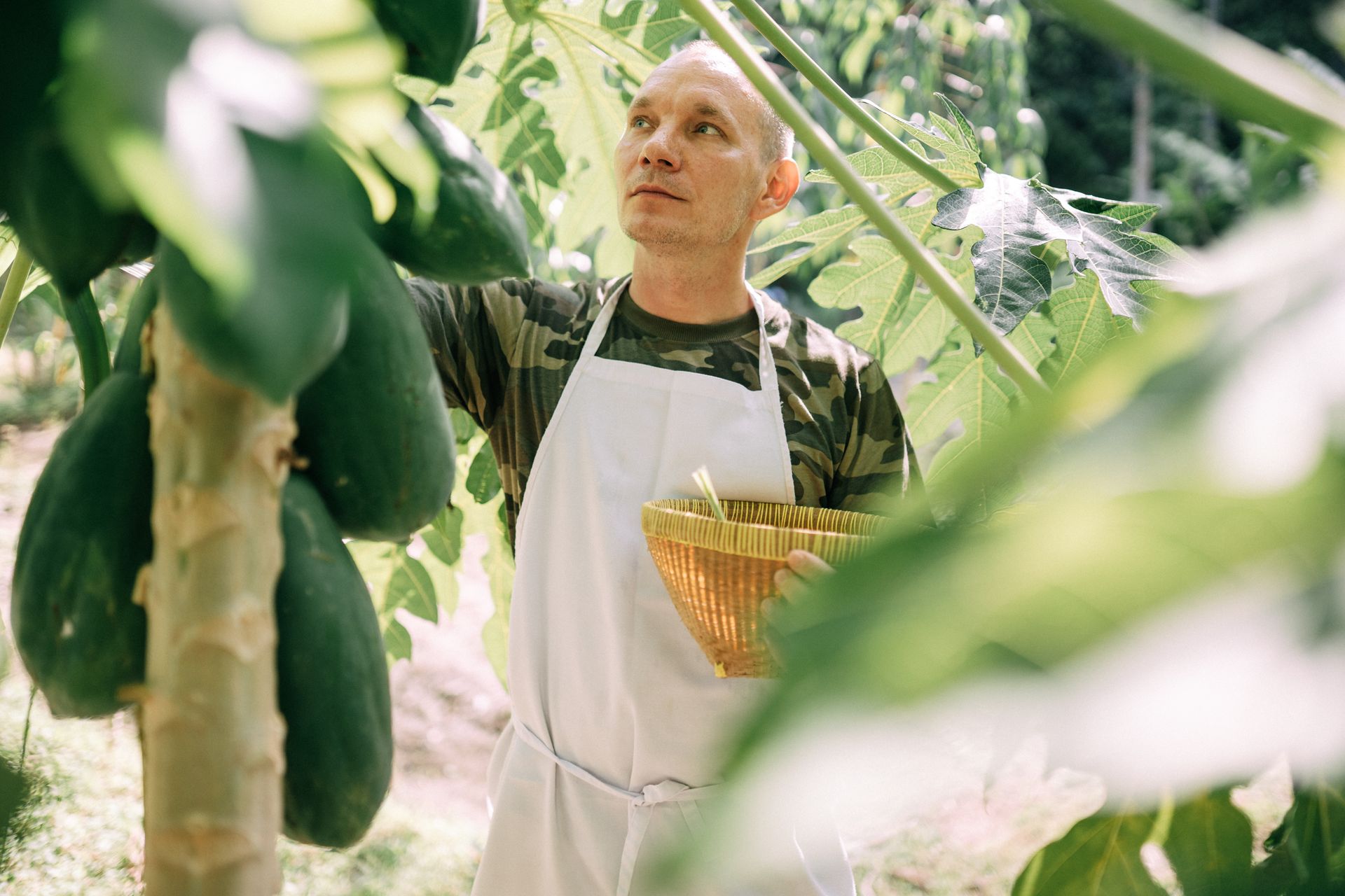 Caucasian man in apron harvesting ripe papayas with a wicker basket in a lush garden.