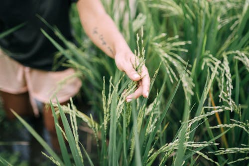 Person Holding Green Grass