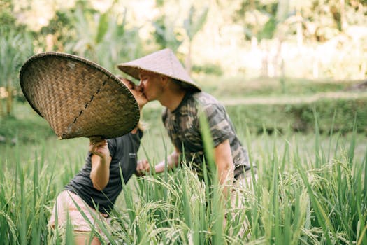 一对夫妇戴着传统帽子，在郁郁葱葱的田野里亲吻