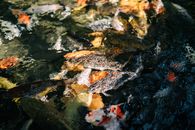 Orange and White Koi Fish in Water