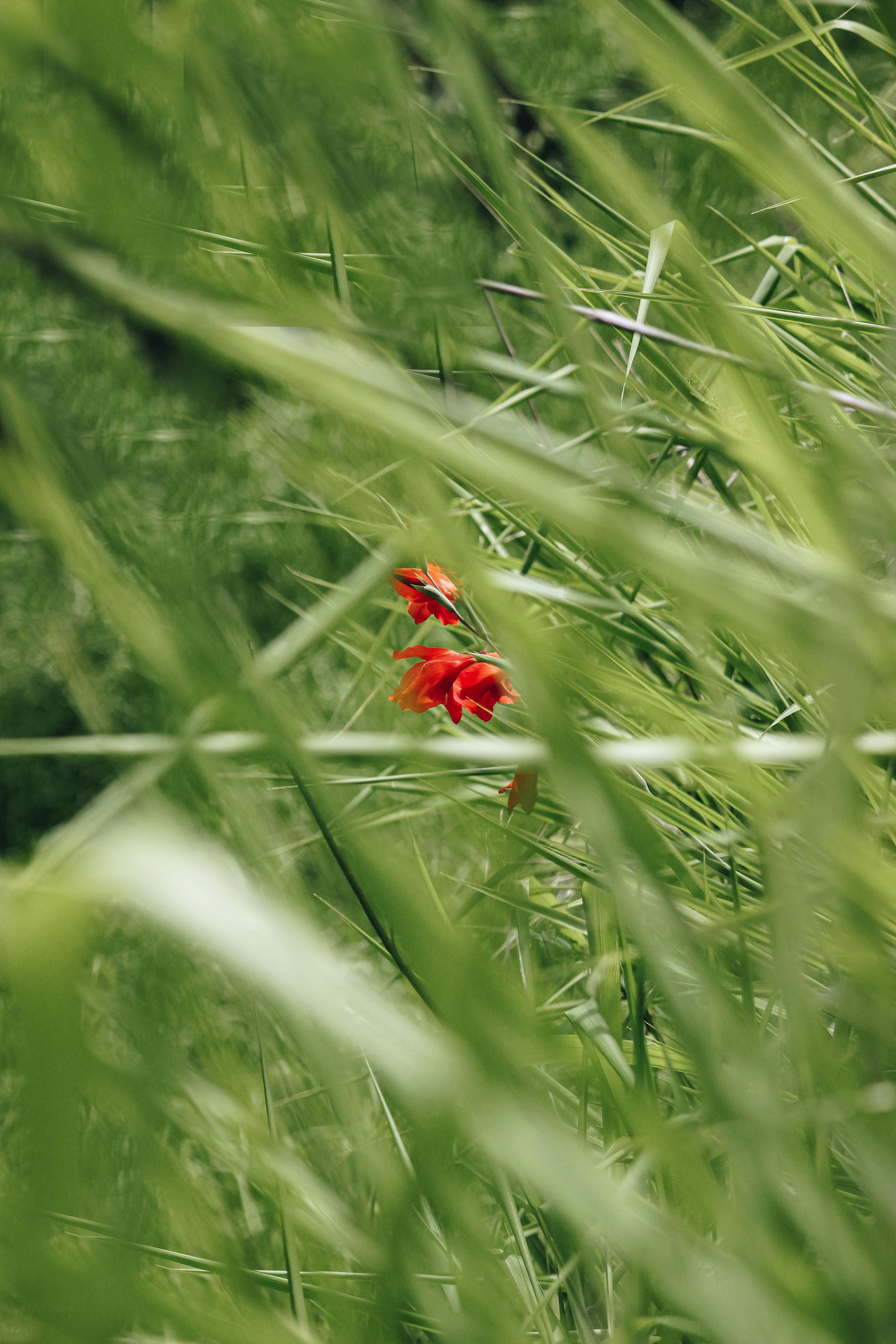 Red Flower Between Grass · Free Stock Photo