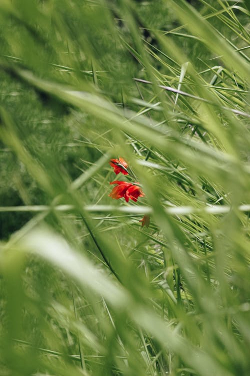 Red Flower Between Grass