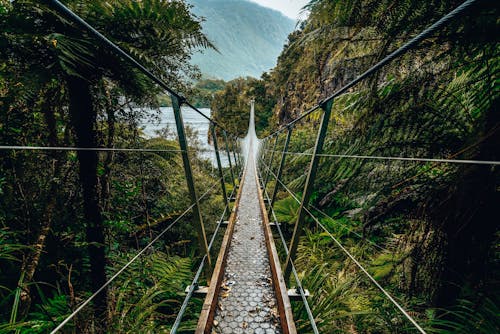 Free View of a Footbridge in a Rainforest Stock Photo