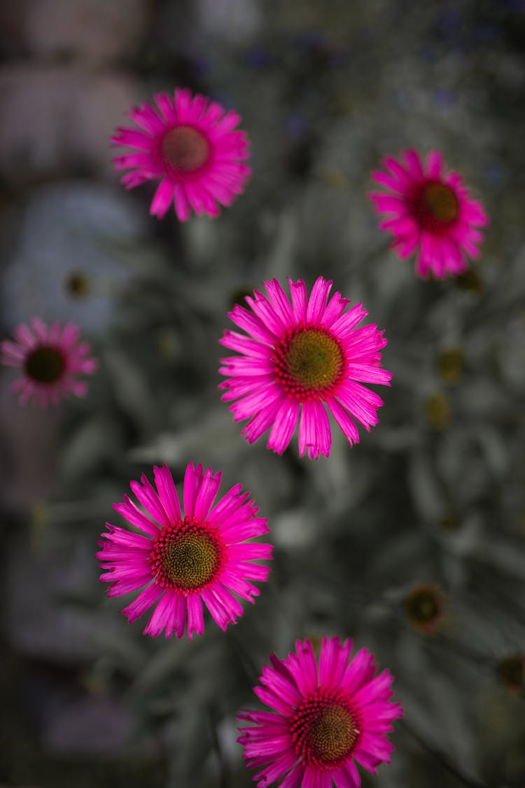 Gentle Echinacea Angustifolia Flowers With Bright Purple Petals