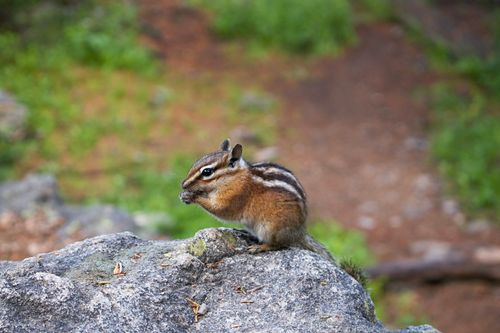 Free Adorable chipmunk perched on a rock amidst nature in Cody, Wyoming. Perfect shot for wildlife enthusiasts. Stock Photo