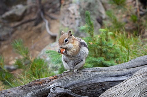 Free A Cute Chipmunk on the Tree Trunk Stock Photo