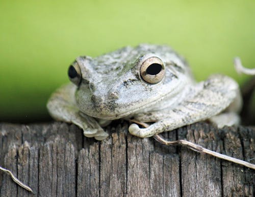 Close-Up Shot of Frog