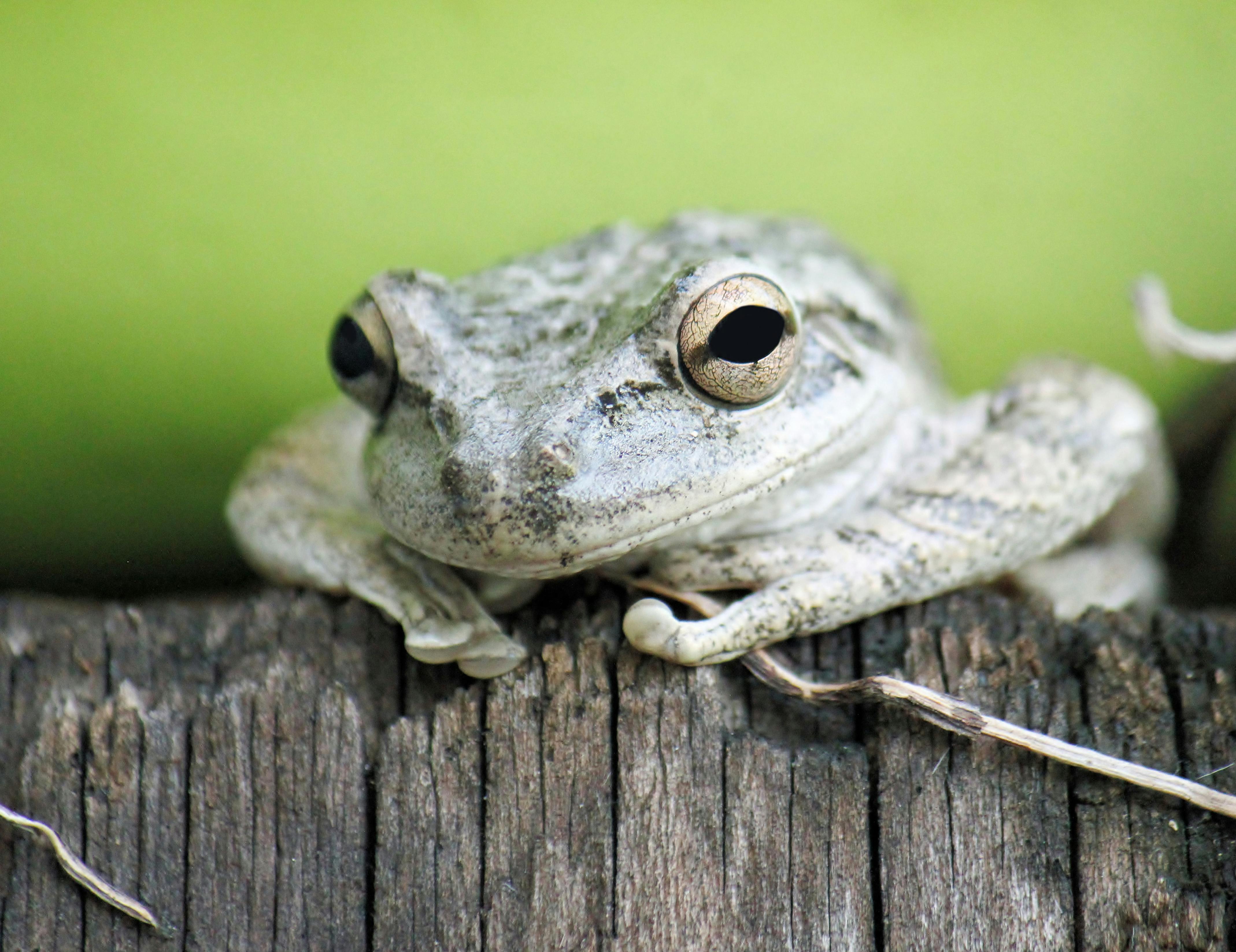 Brown and Gray Poison Arrow Frog · Free Stock Photo