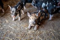 From above of small pigs with blots on fur standing on shabby terrain in pigsty
