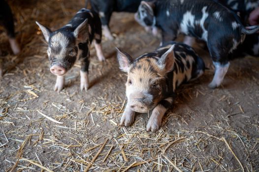 From above of small pigs with blots on fur standing on shabby terrain in pigsty