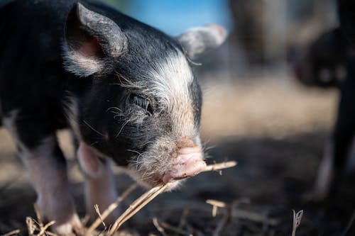 Cute small pig eating dry twig on farm