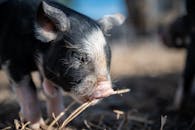 Cute small pig eating dry twig on farm