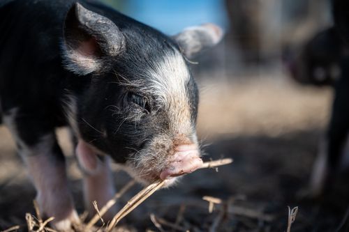 Free Closeup of adorable small pig with black fur feeding dry grass in countryside Stock Photo