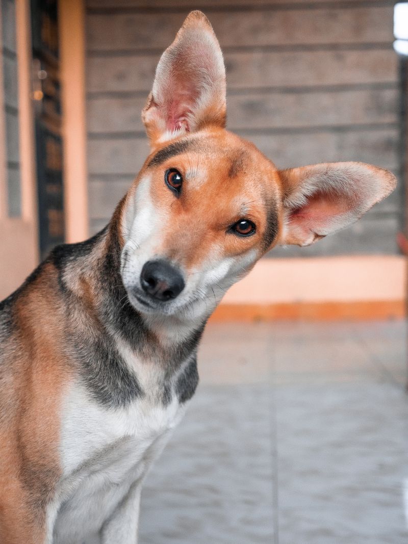 A curious dog tilting its head, ears perked, looking right at you